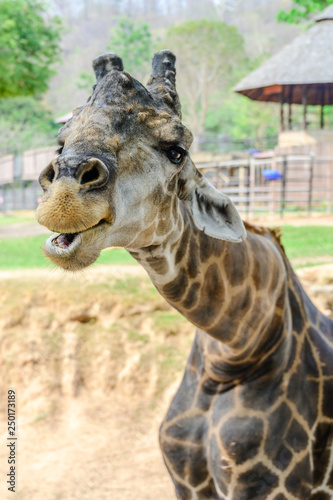 Close up giraffe at the zoo. © Pataradon