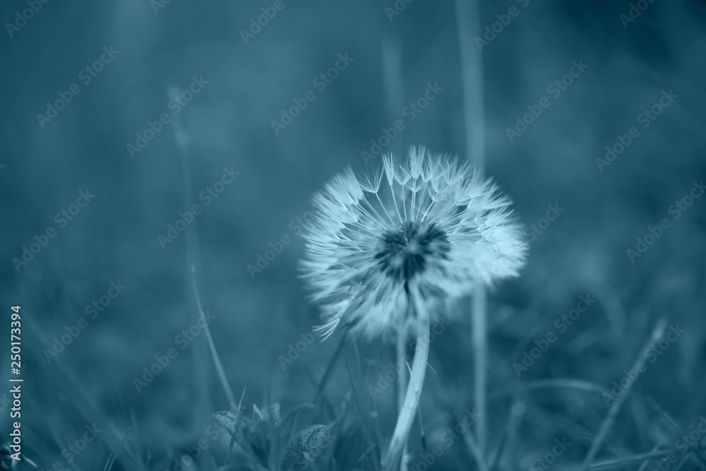 art photo of dandelion seeds close up on natural blurred background