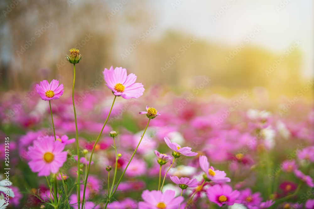 cosmos flowers in sunset 