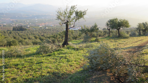 Newly trimmed old olive tree in grove in Andalusia