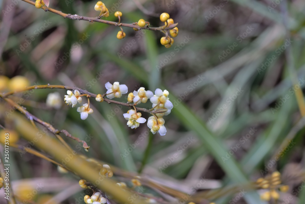 Wild pepper(Litsea cubeba) flower bloom, spire stone in Hsinchu, Taiwan Wild pepper(Litsea cubeba) flower bloom, spire stone in Hsinchu, Taiwan