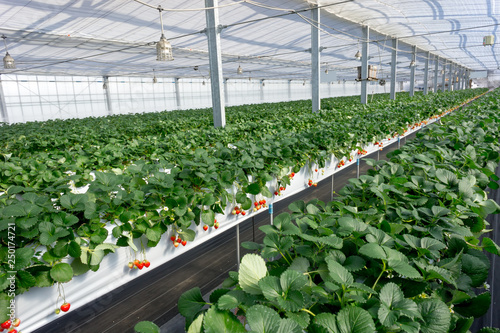 Strawberry hanging farm in Yuzawa, Japan. photo