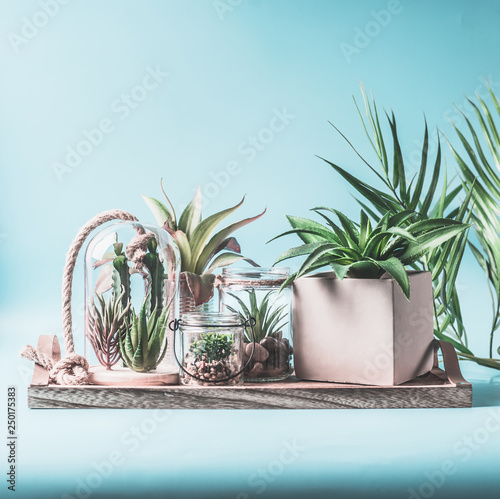 Fotografie Home plants oasis