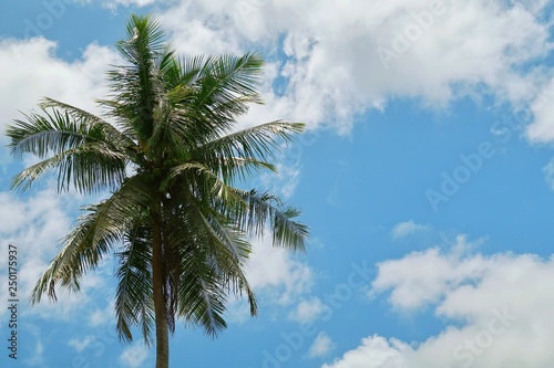 Exotic holidays vacation concept of Single coconut tree at tropical coast on white clouds   clear summer blue sky background  copy space. Single palm tree in sunny sky  Travel   nature landscape theme