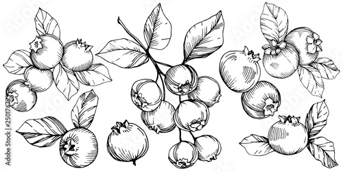 Vector Blueberry black and white engraved ink art. Berries and leaves. Isolated blueberry illustration element.