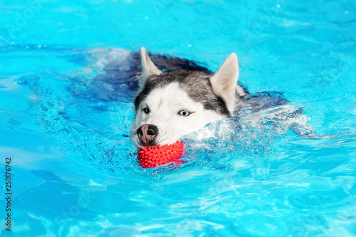 A mature Siberian husky male dog is swimming in a pool. He is looking on small red ball and going to catch it. He has grey and white fur and amazing blue eyes. The water has an azure and blue color.