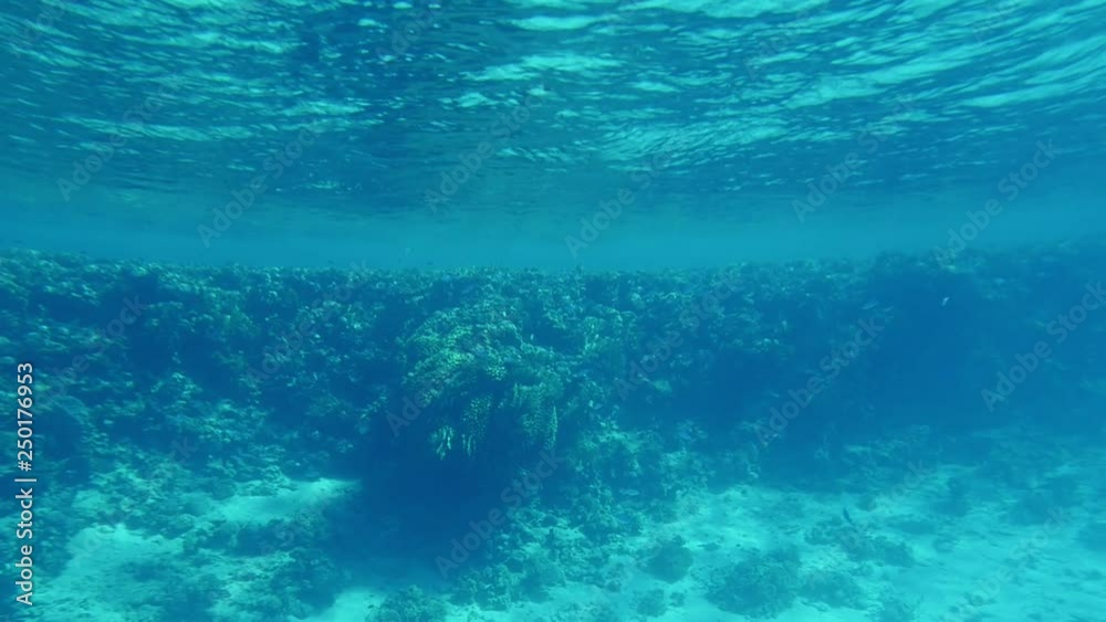 Southern reefs with snaky weeds and sandy patches in the Red Sea in slo-mo Southern reefs with snaky weeds and sandy patches in the Red Sea in slo-mo