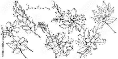 Vector Jungle botanical succulent flower. Black and white engraved ink art. Isolated succulents illustration element.