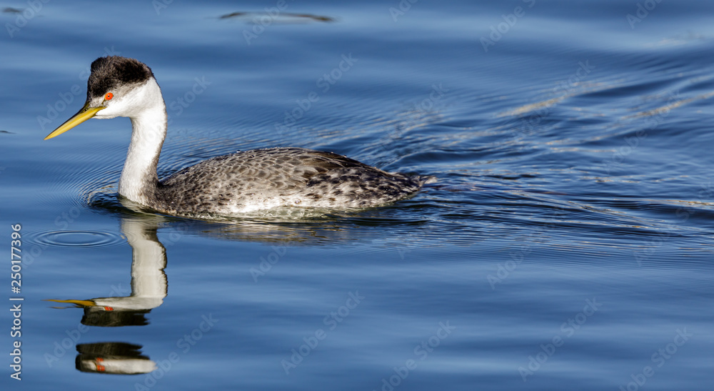 Western Grebe (Aechmophorus occidentalis) adult wading. Santa Cruz, California, USA. Western Grebe (Aechmophorus occidentalis) adult wading. Santa Cruz, California, USA.