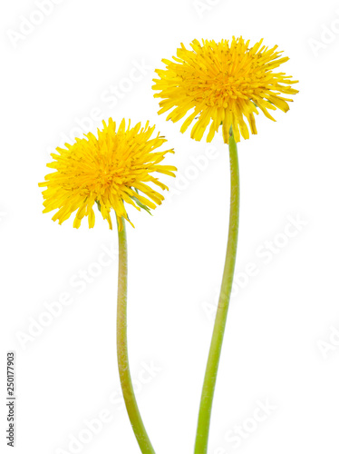  Two yellow dandelions isolated on a white background.