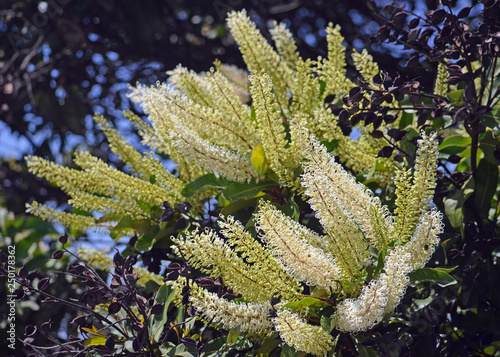 White, cream and yellow flowers and black seed pods of the Ivory Curl Tree, Buckinghamia celsissima, family Proteaceae. Native to wet tropical rainforests of north eastern Queensland. © KHBlack