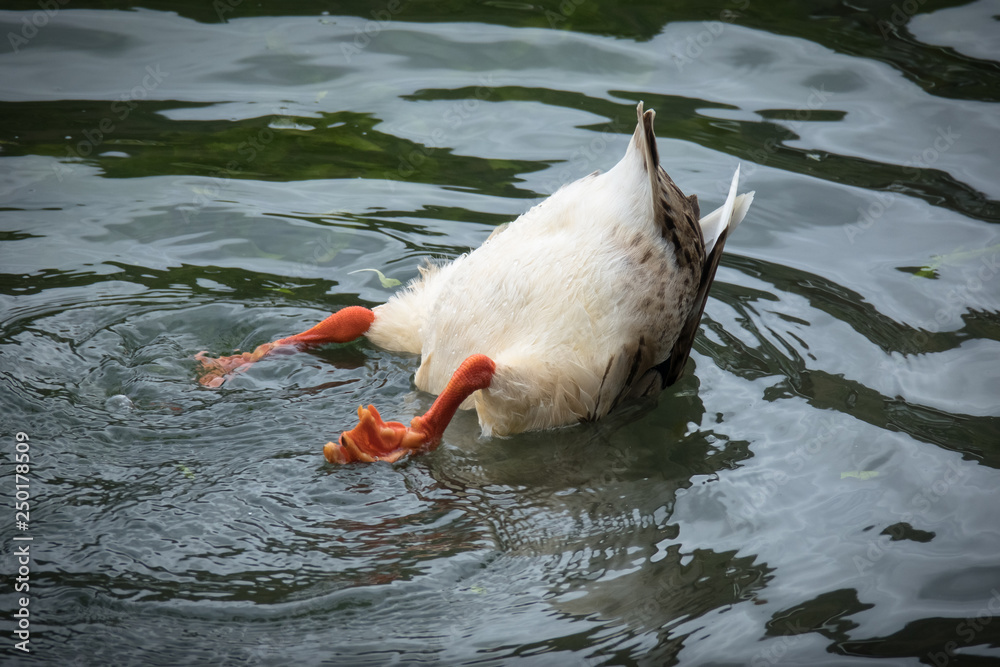 Funny Duck Butt, upside down animal diving in the water Photos Adobe