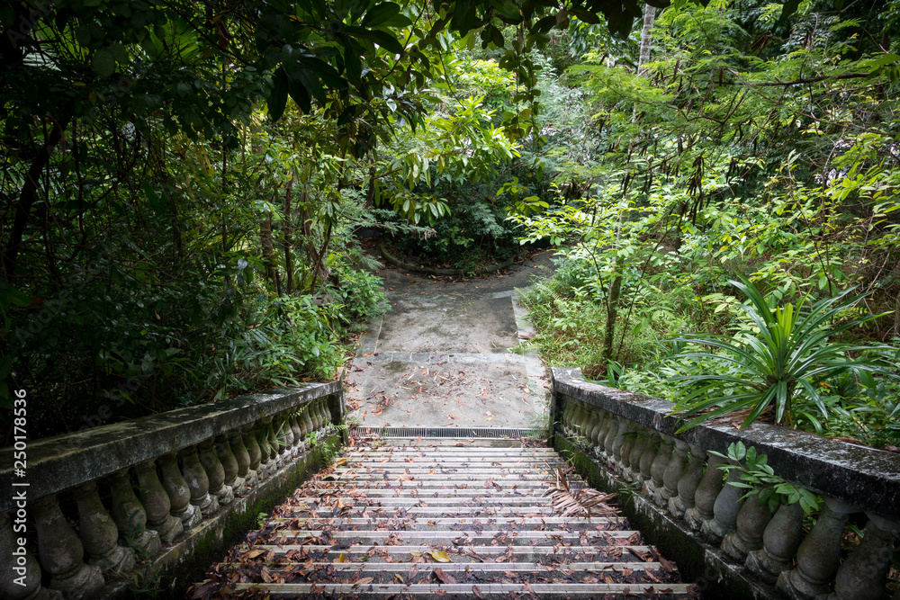 Overgrown Jungle Steps, a Mysterious Cement Path in Sentosa Island, Singapore Overgrown Jungle Steps, a Mysterious Cement Path in Sentosa Island, Singapore