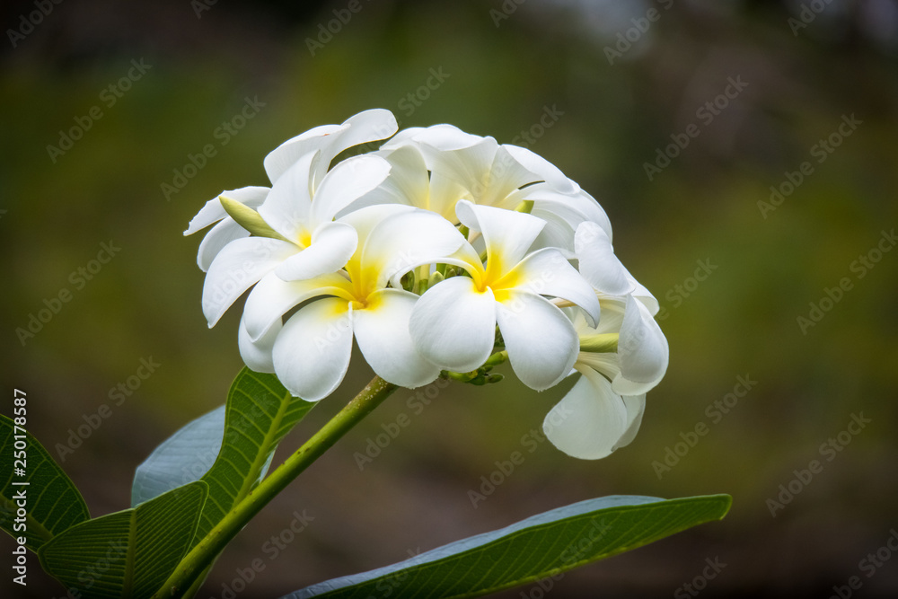 Exotic White Plumeria Flower, Known as Kalachuchi, in the Philippines