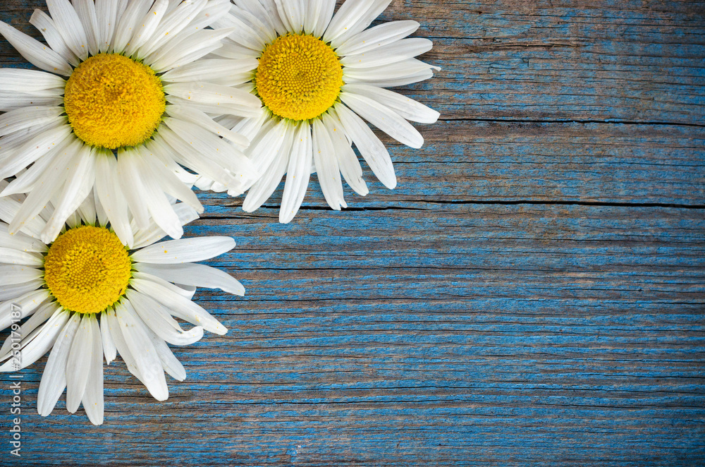 Obraz premium Old wood background with three daisy