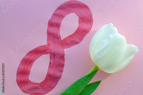 white tulip flower, march 8th on pink background