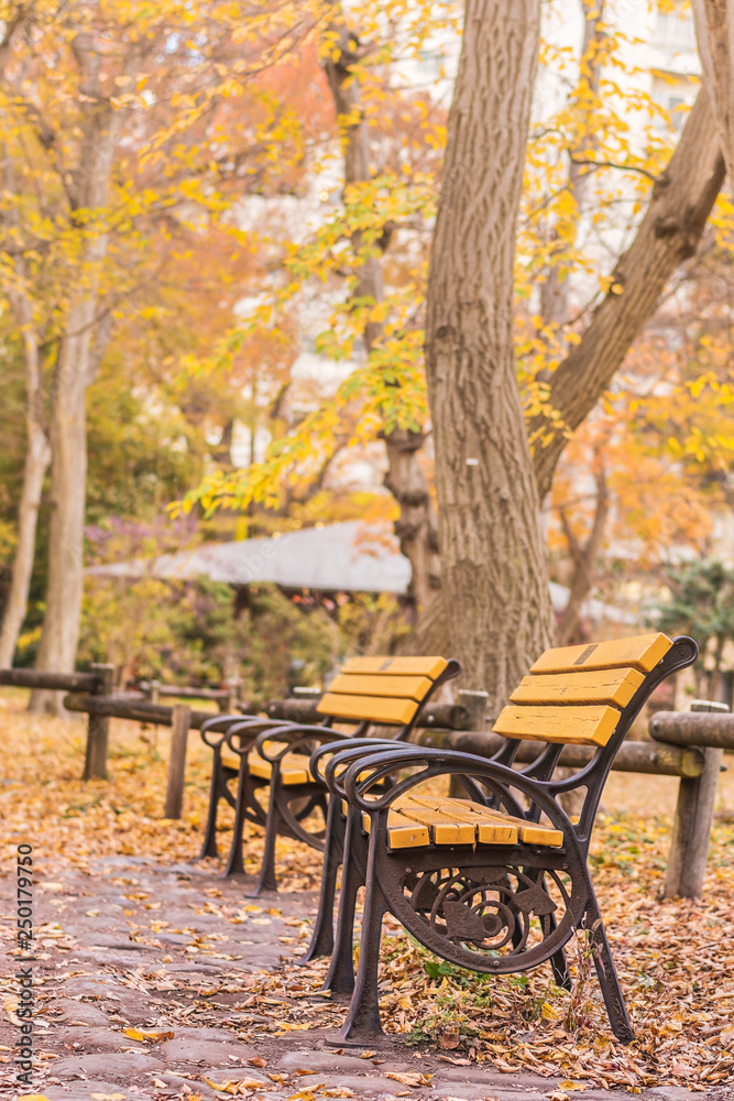 Beautiful Autumn Colors Of Japanese Maple Tree Iroha Momiji Leaves Background In Tokyo Public Park In Japan Stock Photo Adobe Stock