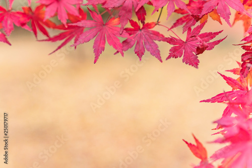 Beautiful autumn colors of Japanese maple tree iroha momiji leaves background in Tokyo public park in Japan