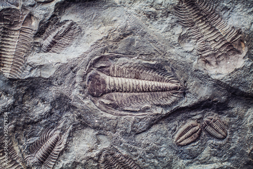 The imprint of the ancient trilobites in a stone. Trilobites, a fossil group of extinct marine arachnomorph arthropods, class Trilobita photo
