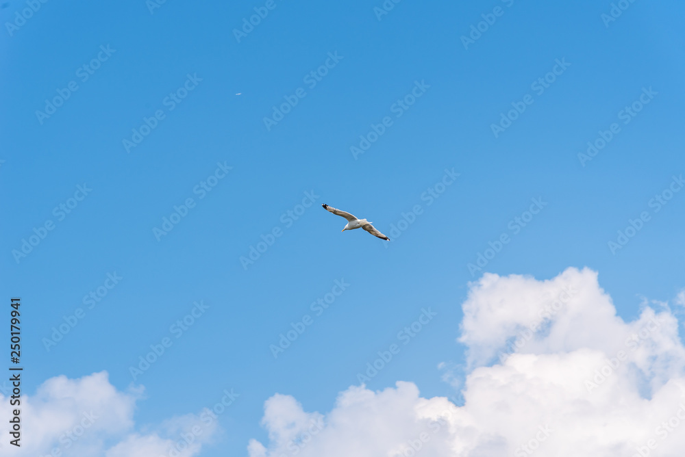Seagull flying against blue sky with copyspace