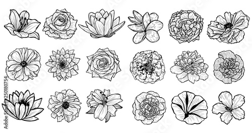 hand drawn floral decorations