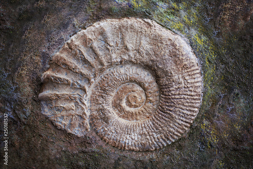 Big ammonite fossil, geological era. Archeology and paleontology concept