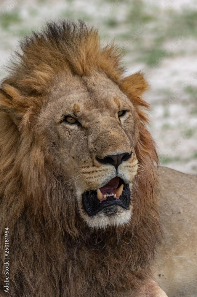 The Savuti North Pride lions roam in the Chobe National Park Botswana. The Savuti North Pride lions roam in the Chobe National Park Botswana.