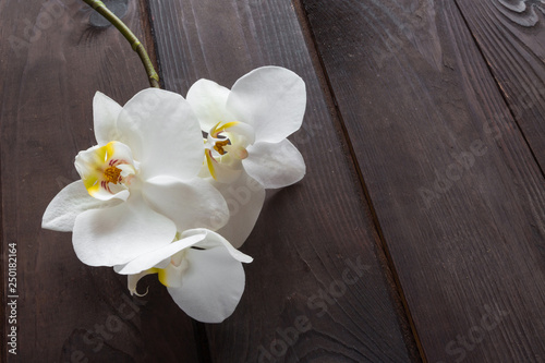White flowers orchid on wooden background flat  lay top view  festive background for mother s day  March 8