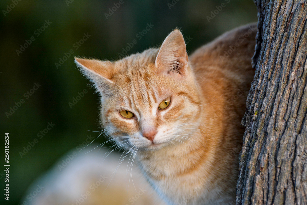 Fototapeta premium portrait de chat roux