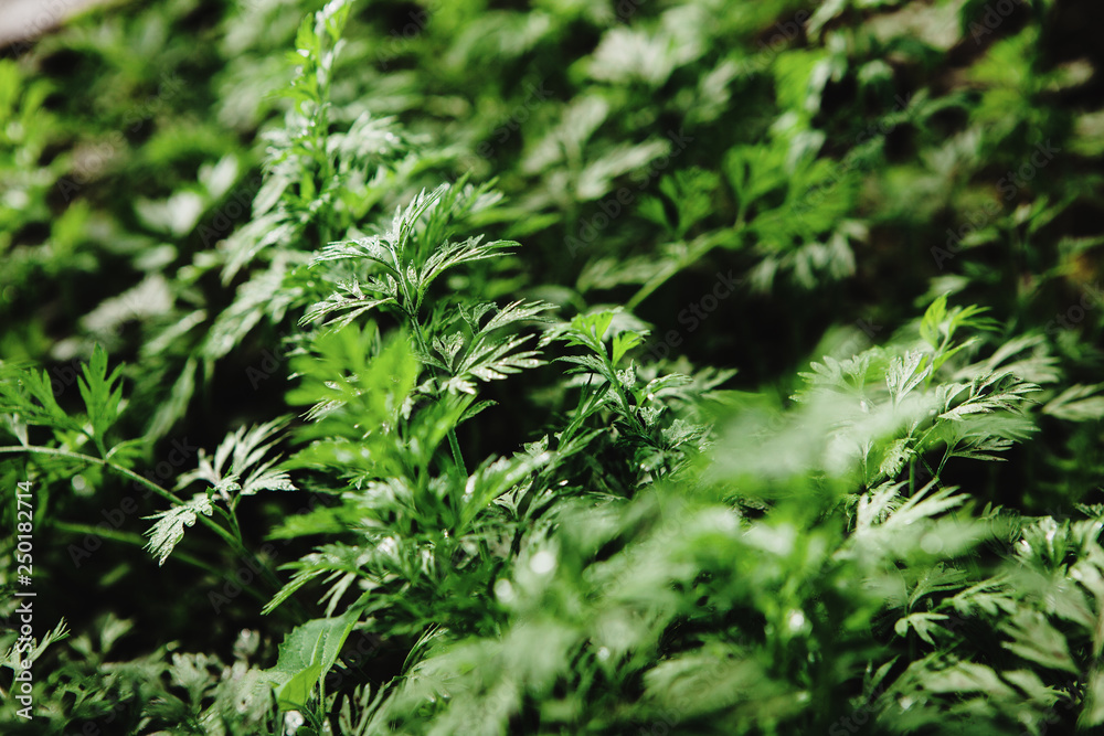 Close-up photo of juicy mountain cilantro, fragrant plant in the garden. Close-up photo of juicy mountain cilantro, fragrant plant in the garden.
