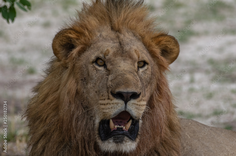 The Savuti North Pride lions roam in the Chobe National Park Botswana. The Savuti North Pride lions roam in the Chobe National Park Botswana.