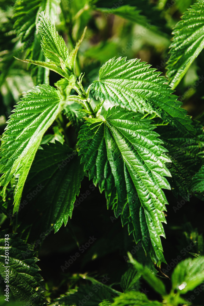Vertical close-up photo of juicy nettle. Weeds useful properties. Vertical close-up photo of juicy nettle. Weeds useful properties.