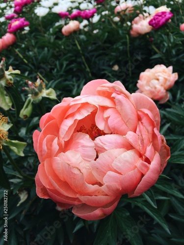 Coral charm peony flowers blooming in the garden. Living coral color trend of the year 2019