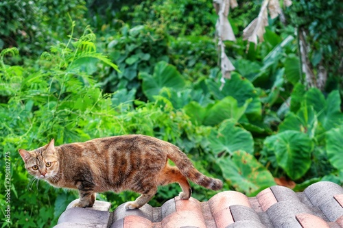 selective focus of Wild short hair cat walking on house roof   watching to camera on blurred green plant   forest background. Wild animal visiting home in tropical summer morning sunlight  copy space 