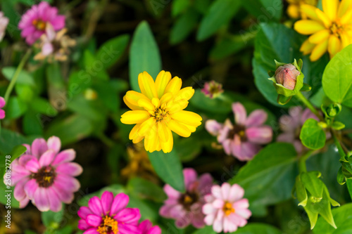 colorful flower close up