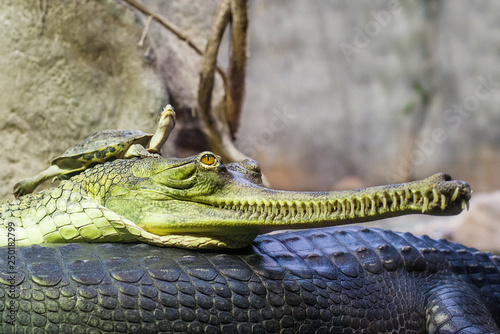 Gharial indian crocodile having a rest in the water and turtle resting on a gharial head photo