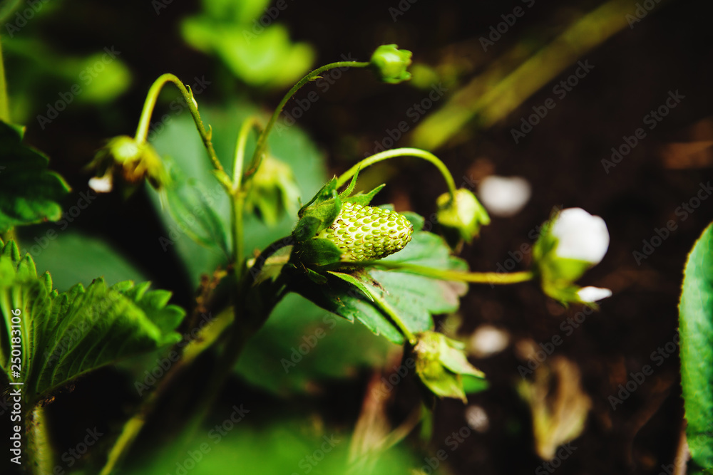 Macro shot of unripe green juicy strawberry in greenhouse, close-up photo, top view. Macro shot of unripe green juicy strawberry in greenhouse, close-up photo, top view.