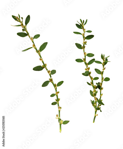 Set of green grass with sma...