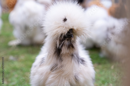 punks chicken is eatting food in a farm.