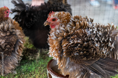 punks chicken is eatting food in a farm.