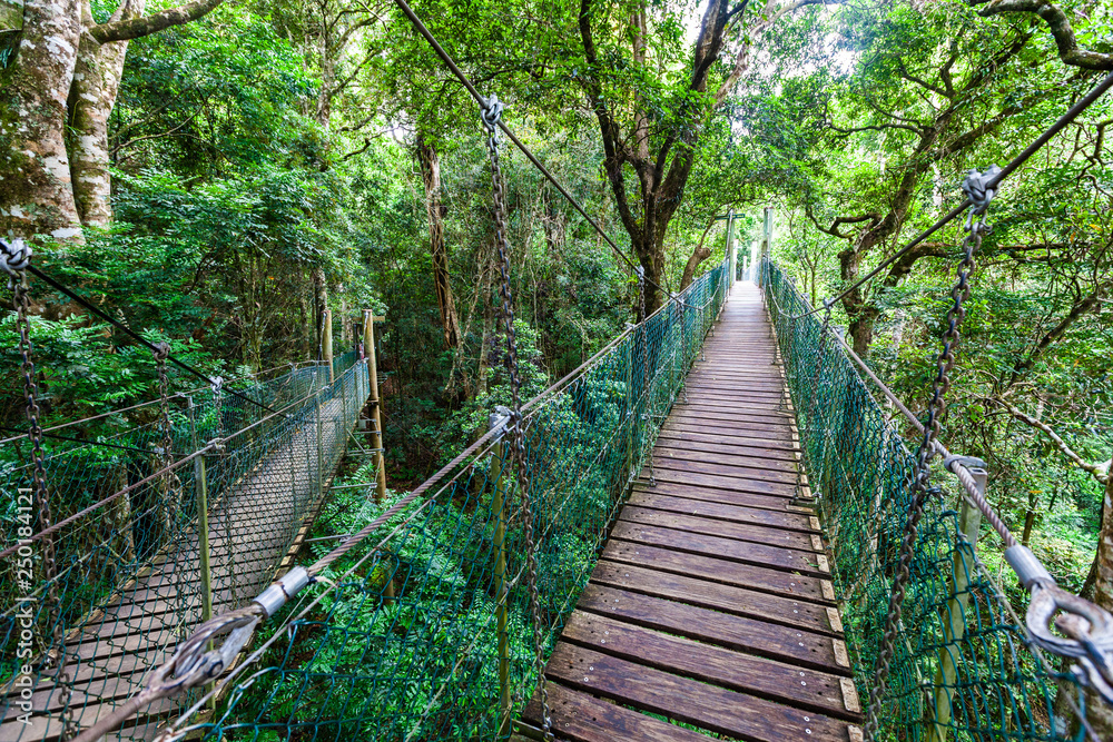 Fototapeta premium Lamington tree top walk hanging bridges among trees in the jungle in Queensland, Australia