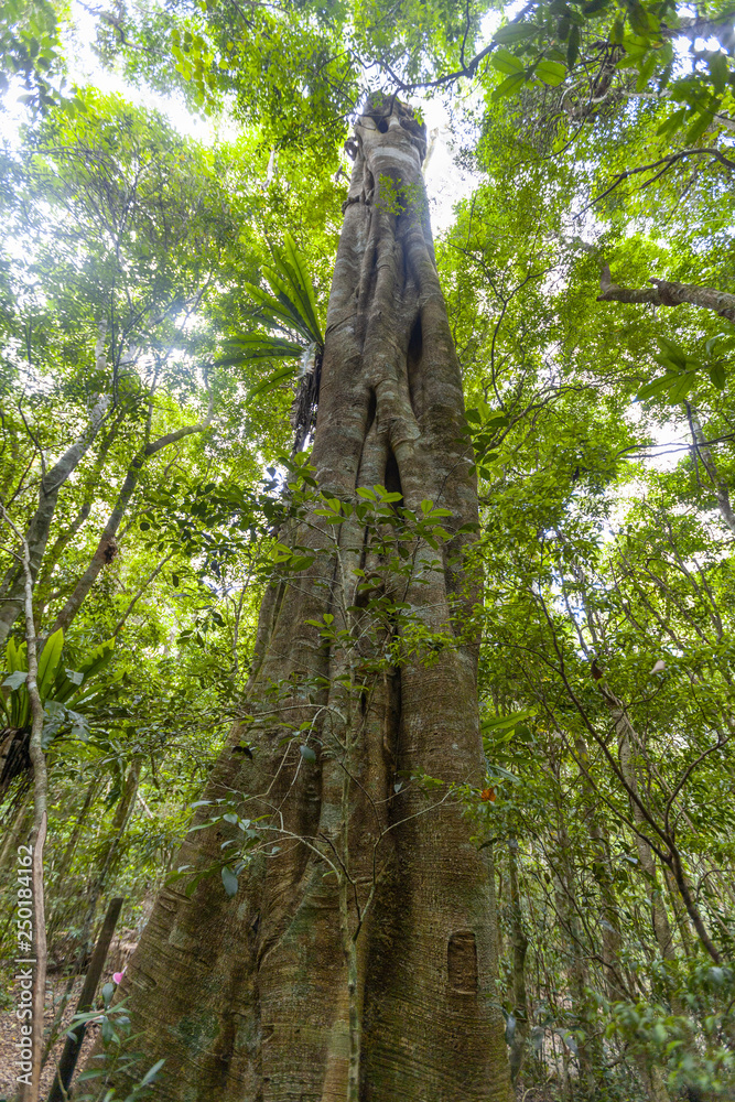 Fototapeta premium Tall strangler fig tree in the jungle