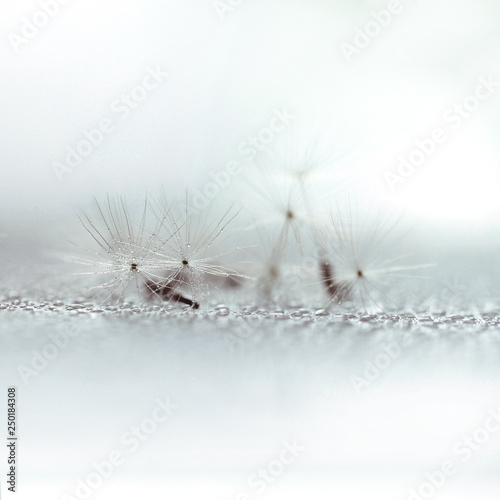 Soft focus of Dandelion seeds 