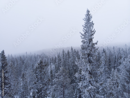 Aerial view of a frozen forest with snow covered trees in Idre, Sweden during a morning with low hanging clouds and fog in winter. 