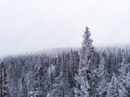 Aerial view of a frozen forest with snow covered trees in Idre, Sweden during a morning with low hanging clouds and fog in winter. 