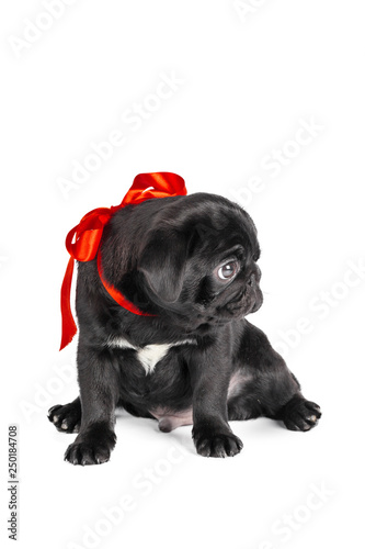 Pug dog isolated on a white background