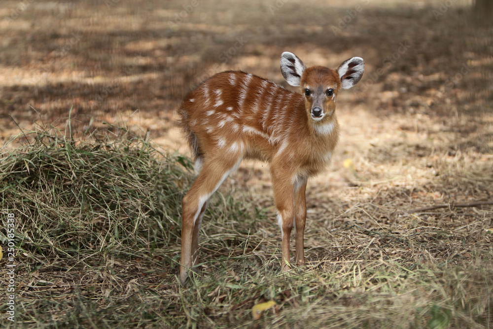 cute baby  sitatunga deer