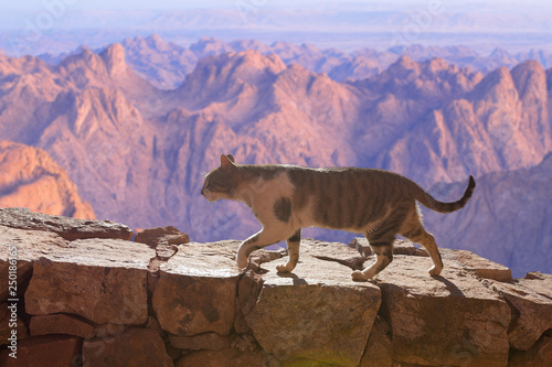 The cat walks along the trail against the backdrop of the mountain of Moses in Egypt  © Mountains Hunter