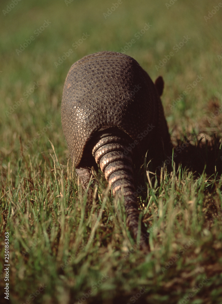 Nine-Banded Armadillo (Dasypus Novemcinctus) Nine-Banded Armadillo (Dasypus Novemcinctus)