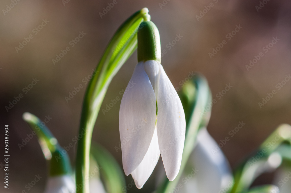 Galanthus nivalis in sunset time in nature Galanthus nivalis in sunset time in nature